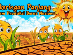 Kekeringan Panjang Ancam Produksi Beras Nasional