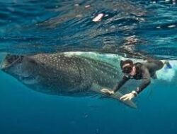 Rekomendasi Spot Diving Paling Menarik Untuk Melihat Hiu Paus Di Teluk Cenderawasih